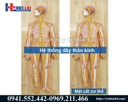 https://hueloimedtech.com/image/cache/catalog/mo-hinh-giai-phau-he-than-kinh-nguoi/mo-hinh-giai-phau-he-than-kinh-o-nguoi-250x200.jpg