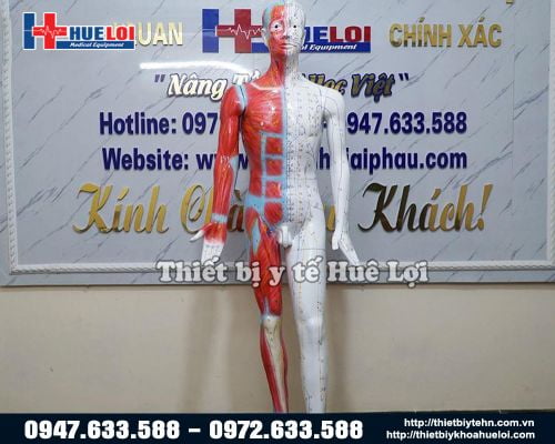 Mô hình huyệt vị - giải phẫu cơ thể người 178cm