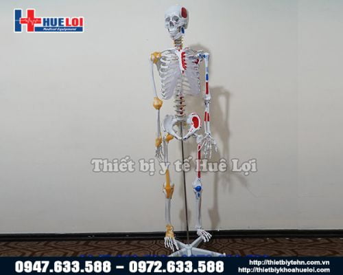 Mô hình giải phẫu xương người 170cm đa chức năng