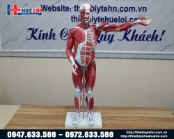 Mô hình giải phẫu cơ và nội tạng 78cm