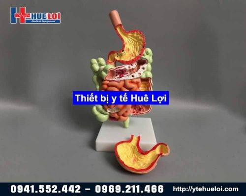 Mô hình giải phẫu hệ tiêu hóa 3D