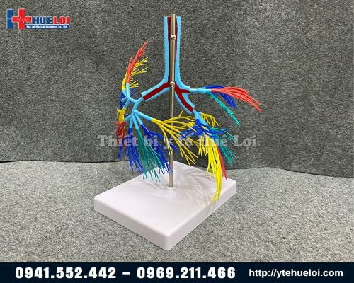 MÔ HÌNH PHỔI 3D TRONG SUỐT