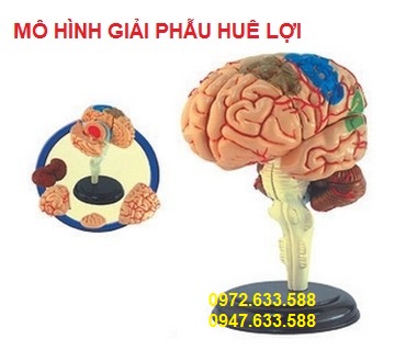 mo-hinh-giai-phau-nao-bo-chi-tiet