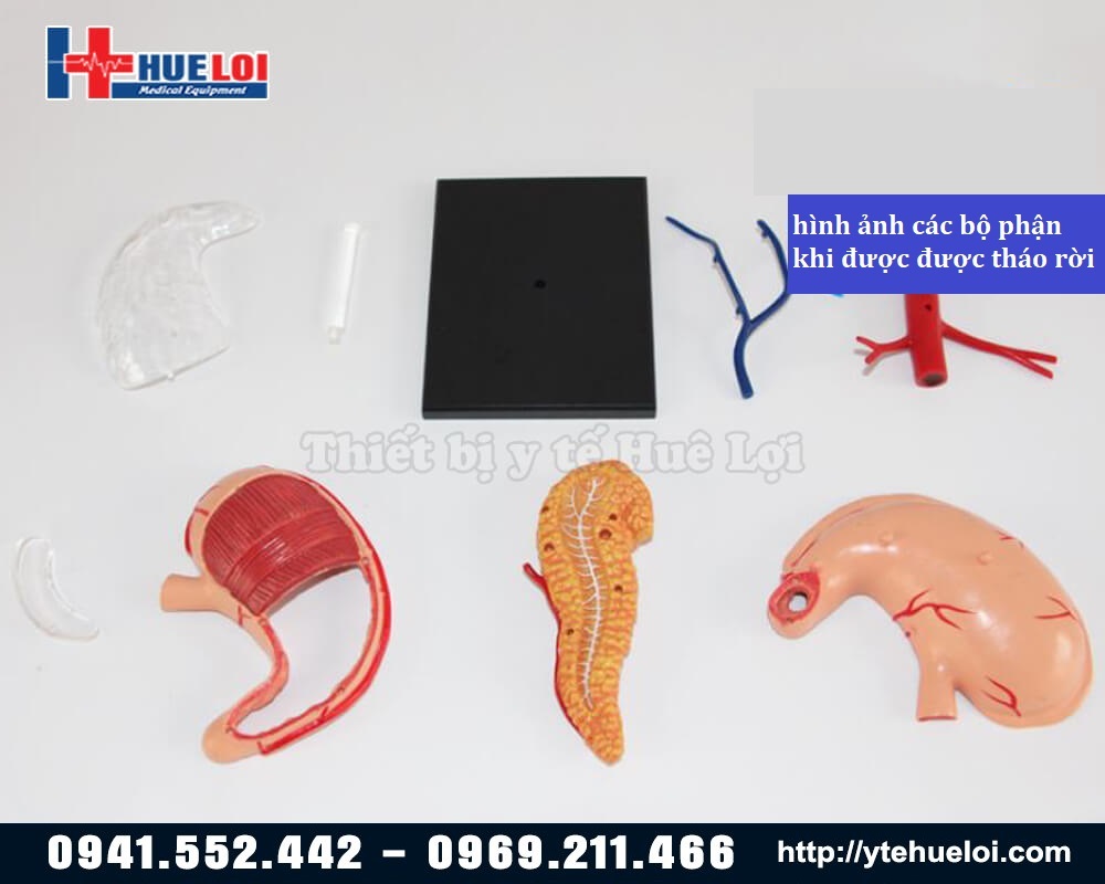 các bộ phận của mô hình dạ dày người trong suốt