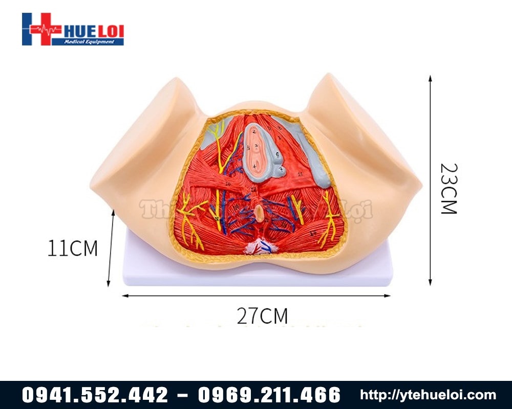 kích thước mô hình giải phẫu cơ đáy chậu nữ